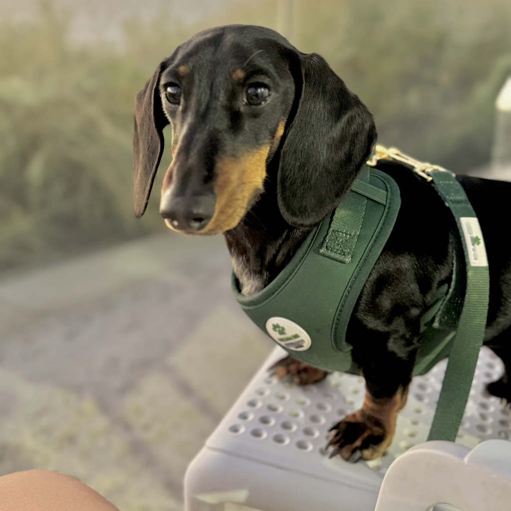 Forrest Green - Harness -  WHOOPSIE SALE