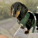 Forrest Green - Harness -  WHOOPSIE SALE