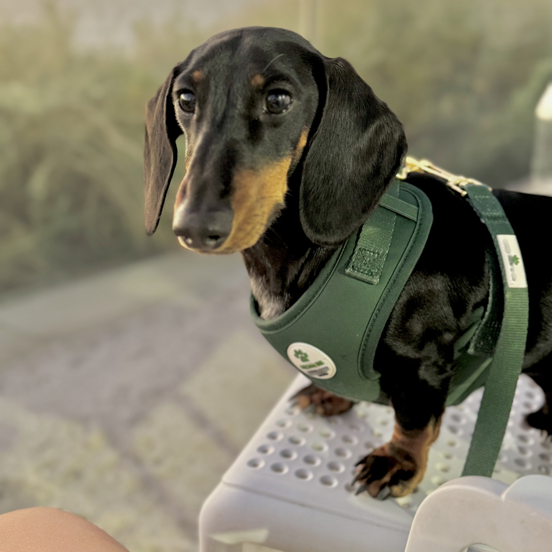 Forrest Green - Harness -  WHOOPSIE SALE