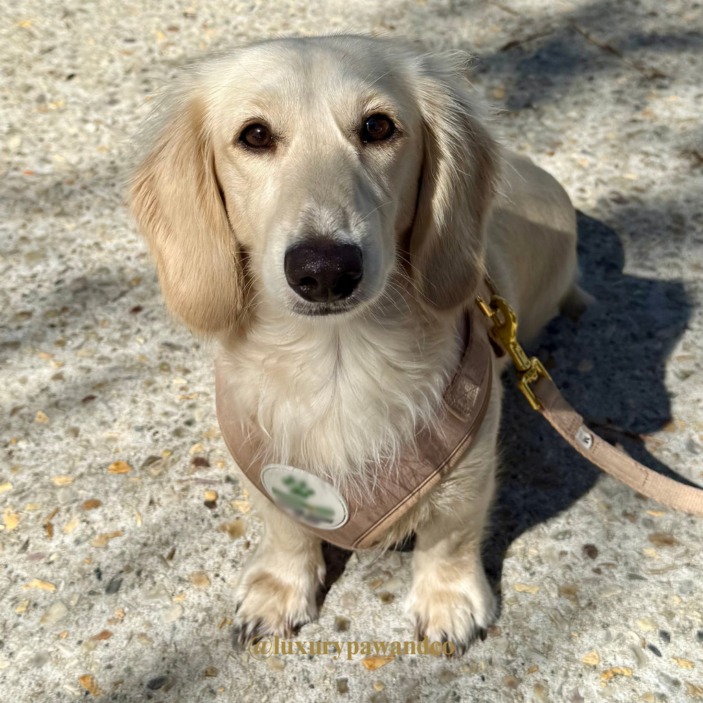 Champagne - Harness - WHOOPSIE SALE